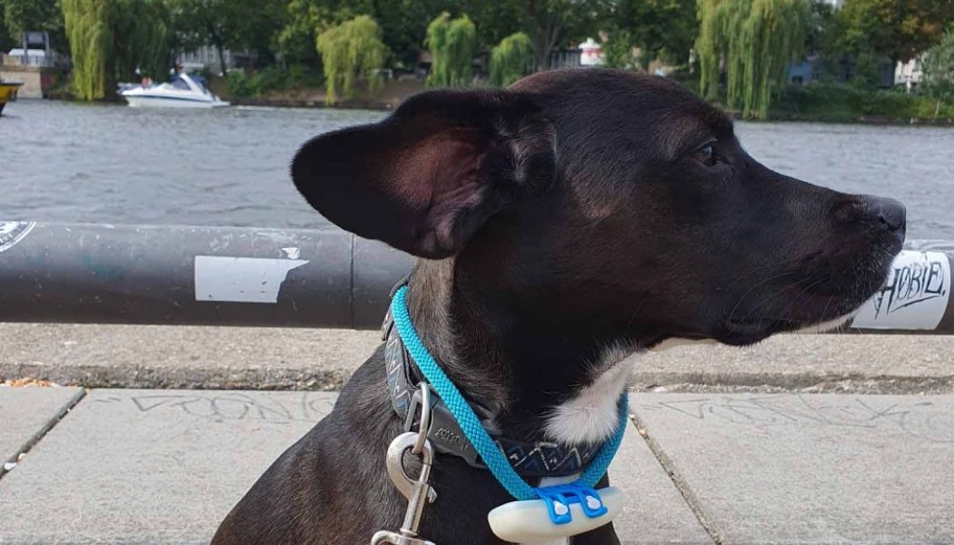 Mit Hund in der Stadt: Spree-Runde zwischen Oberbaum- und Schillingbrücke